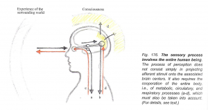 sensory-process